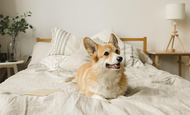 Los beneficios de dormir con tu mascota